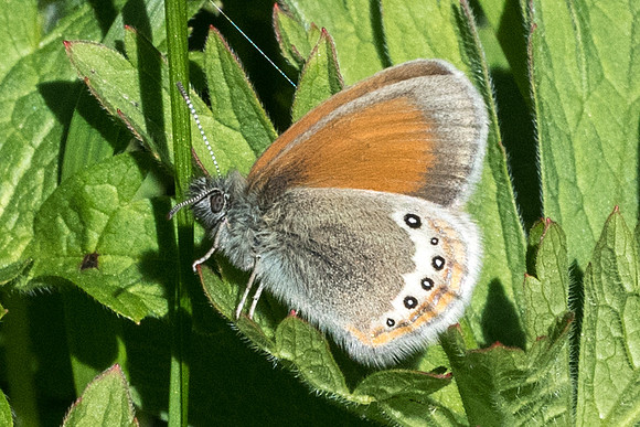 Coenonympha gardetta-2054 - Nevache - 2/07/21