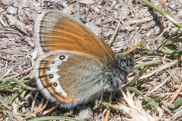 Coenonympha gardetta-1565 - Cervières - 1/07/21