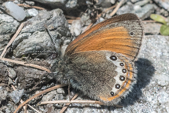 Coenonympha gardetta-0402 - Cervières - 30/06/21