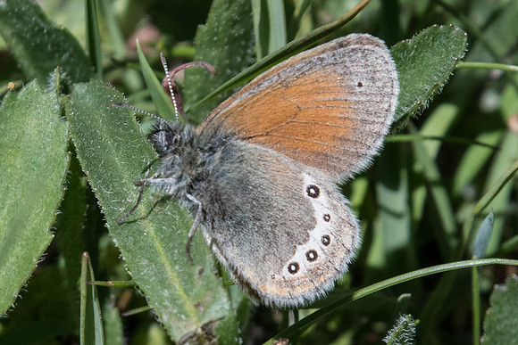 Coenonympha gardetta-2184 - Nevache - 2/07/21