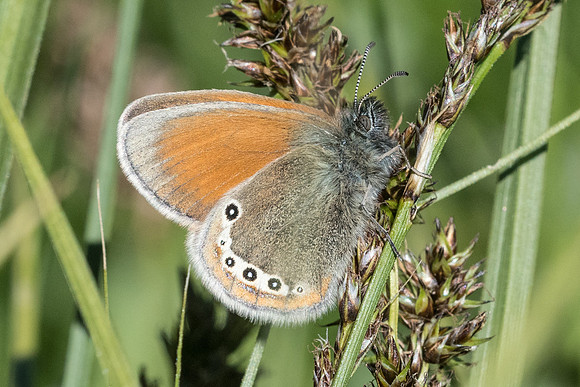 Coenonympha gardetta-9514 - Cervières - 30/06/21