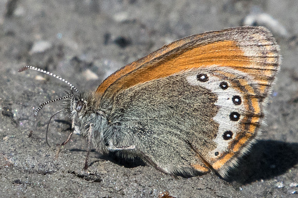 Coenonympha gardetta-2159 Cervières - 18/07/22