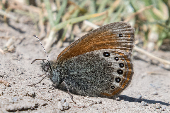 Coenonympha gardetta-7255 - Termignon - 15/07/22