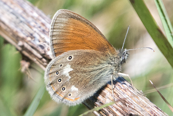 Coenonympha glycerion-ssp pseudomyntas-0322 - Passonfontaine - 10/06/22