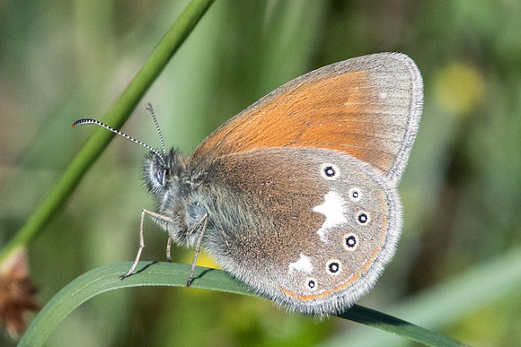 Coenonympha glycerion ssp pseudomyntas-0308 - Passonfontaine