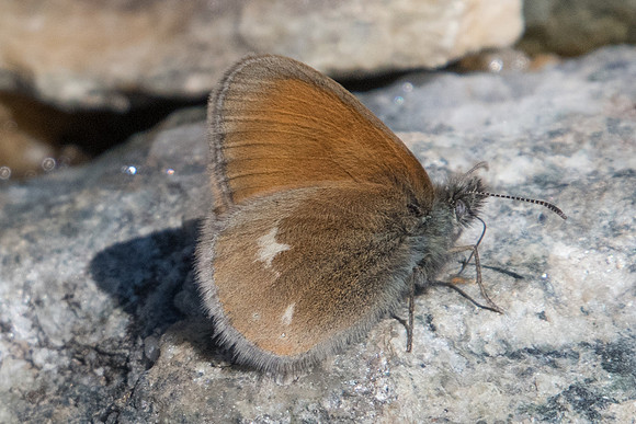 Coenonympha glycerion ssp bertolis-6776 - Termignon - 15/07/22