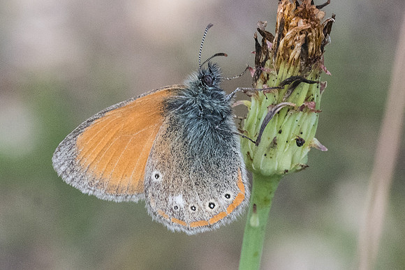 Coenonympha glycerion-6573 - Bolquere - 21/07/23