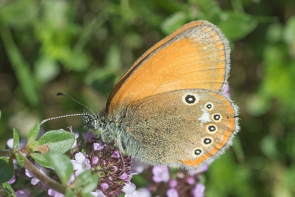 Coenonympha glycerion-6459 - Col de sansa (Real) - 21/07/23
