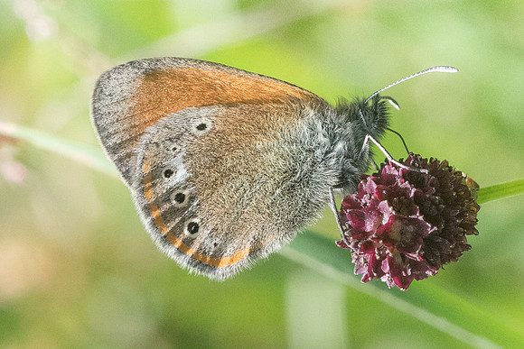 Coenonympha glycerion 4462 - Bolquere - 18/07/23