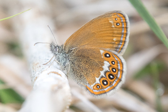 Coenonympha hero-6445 - Passonfontaine - 27/05/22