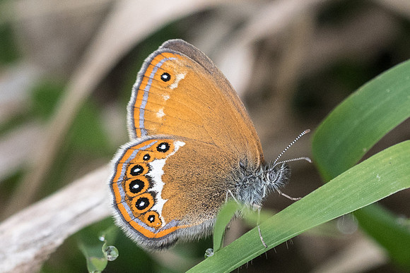 Coenonympha hero-6280 - Passonfontaine - 27/05/22