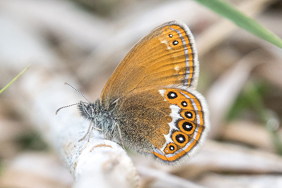 Coenonympha hero-6452 - Passonfontaine - 27/05/22