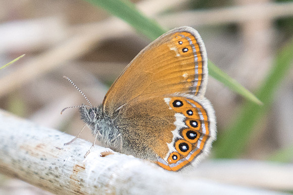 Coenonympha hero-6413 - Passonfontaine - 27/05/22