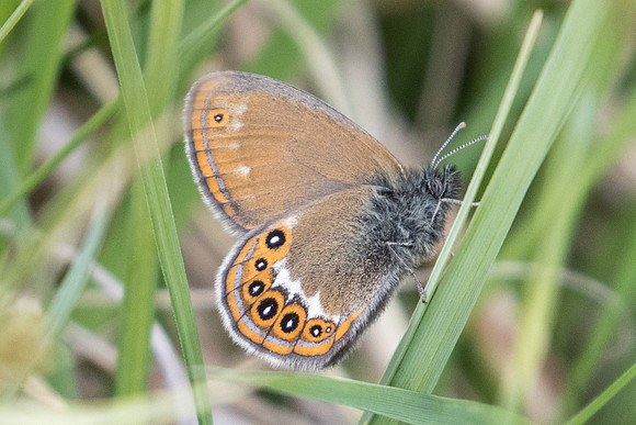 Coenonympha hero-6323 - Passonfontaine - 27/05/22
