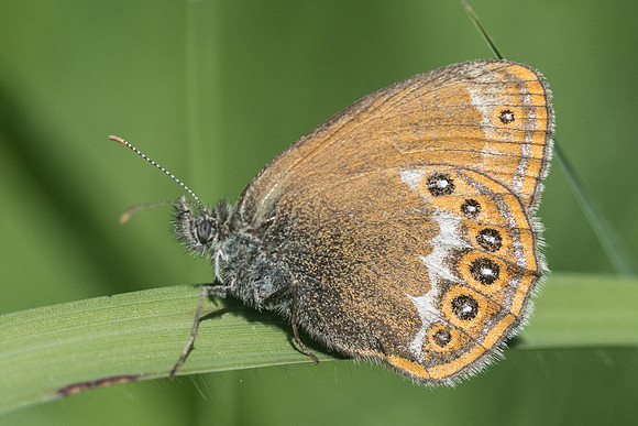 Coenonympha hero-1279 - Passonfontaine - 27/05/22