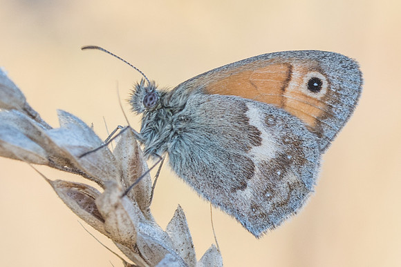Coenonympha pamphilus -1741 - La Queue les Yvelines