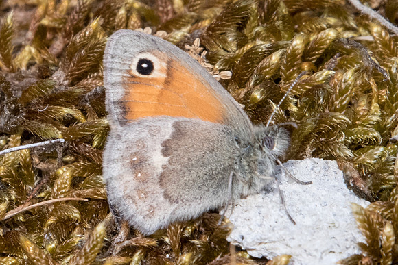 Coenonympha  pamphilus-1833 - Fontainebleau - 12/05/20