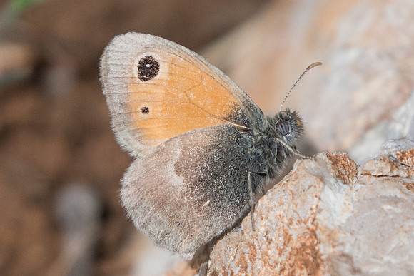 Coenonympha pamphilus lyllus-3699 - Ponteves - 18/04/19