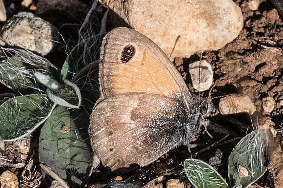 Coenonympha pamphilus Lyllus -1645 - Cipières - 26/09/20