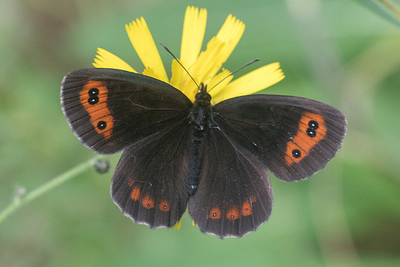 Erebia aethiops (Moiré sylvicole) -5864 - Aprey - 30/07/21