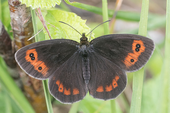 Erebia aethiops-5772 - Aprey - 30/07/21