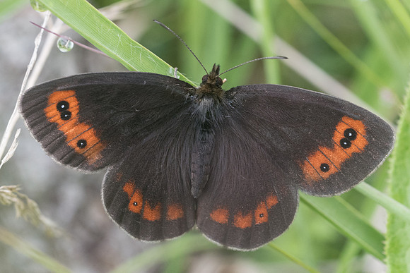 Erebia aethiops-5765 - Aprey - 30/07/21