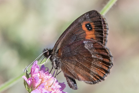 Erebia aethiops-8705 - Termignon - 16/07/22