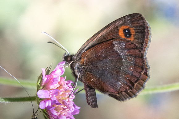 Erebia aethiops-8707 - Termignon - 16/07/22