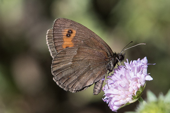 Erebia aethiops -7564 - Termignon - 15/07/22
