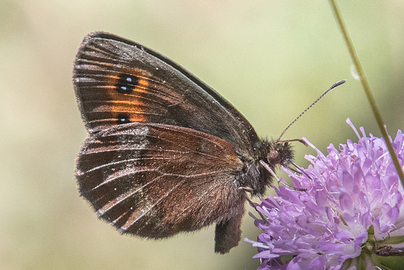 Erebia aethiops-8721 - Termignon -16/07/22