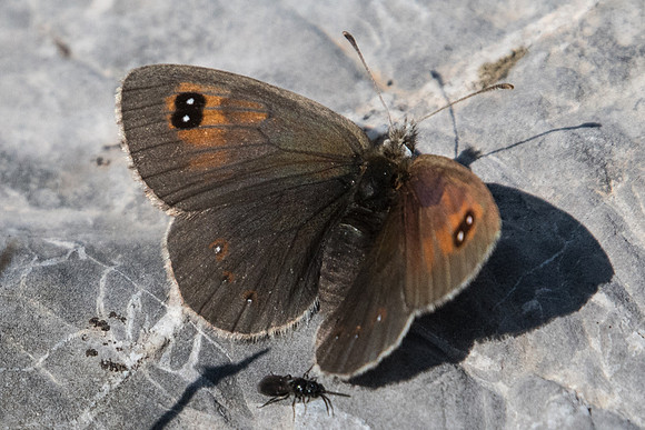 Erebia cassioides-2472 - Puy St André - 19/07/22