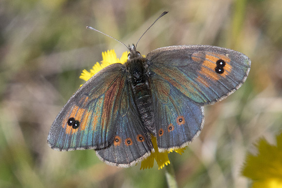 Erebia cassioides id--6087 - Termignon - 15/07/22