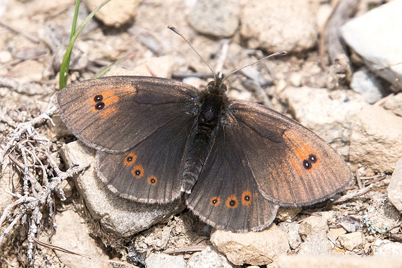 Erebia cassioides-4685 - Col de la Cayolle - 6/07/21