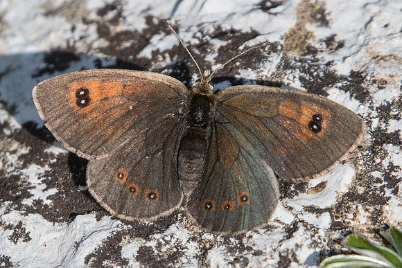 Erebia cassioides-2445 - Puy St André - 19/07/22