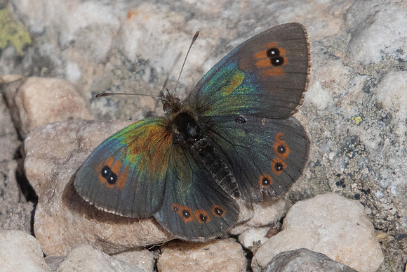 Erebia cassioides id--5263 - Nevache - 21/07/22