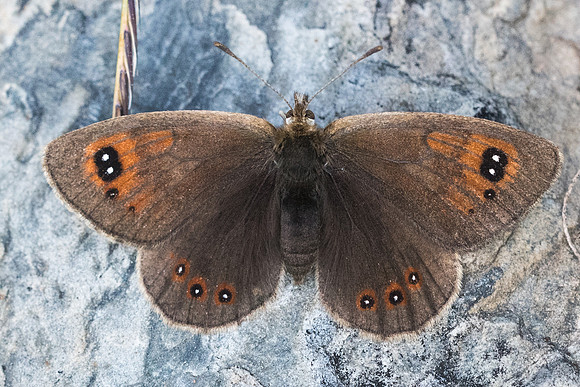Erebia arvernensis-2747 - Lac des bouillouses -  17/07/23