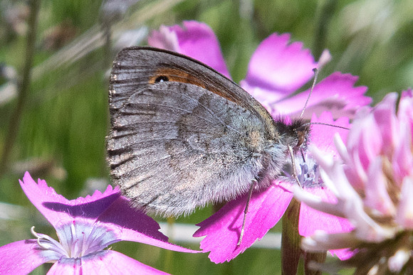 Erebia cassioides ♂-3835 - Col de la Cayolle - 5/07/21