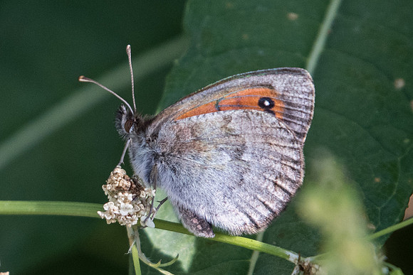 Erebia cassioides-9898 - Route Galibier - 17/09/22