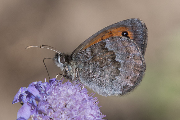 Erebia cassioiodes-9189 - Termignon - 16/07/22