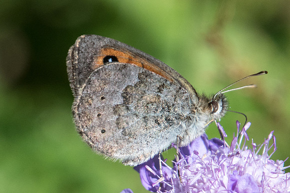 Erebia cassioides-5598 - Nevache 21/07/22