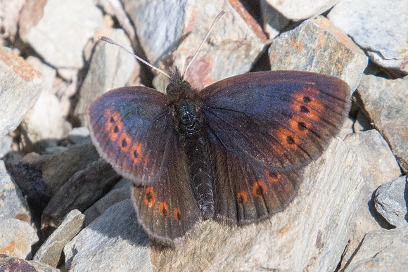 Erebia epiphron-6744 - Err (Puigmal) 22/07/23