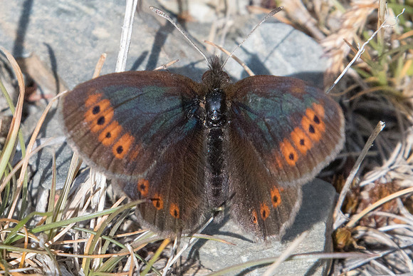 Erebia epiphron-6738  - Err (Puigmal) 22/07/23