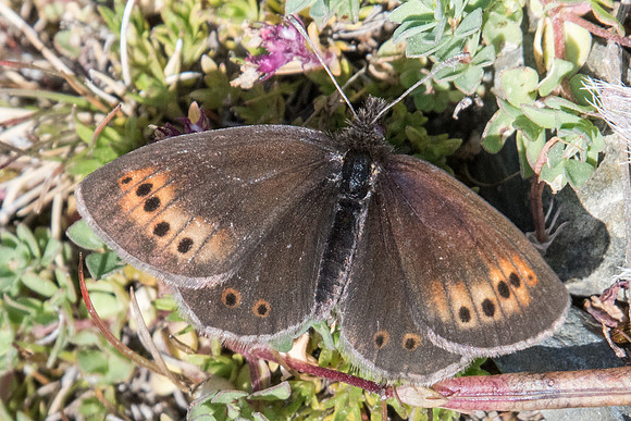 Erebia epiphron-6796  - Err (Puigmal) 22/07/23
