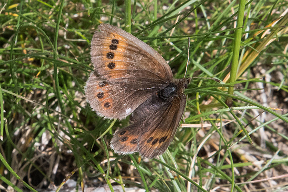 Erebia epiphron-5162 - Err (Puigmal) 19/07/23