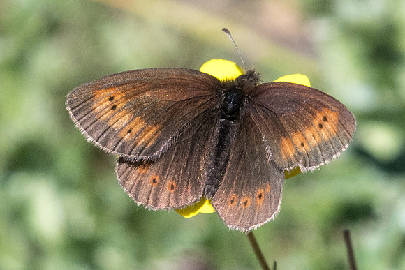 Erebia epiphron-1371 - Cervières - 18/07/22