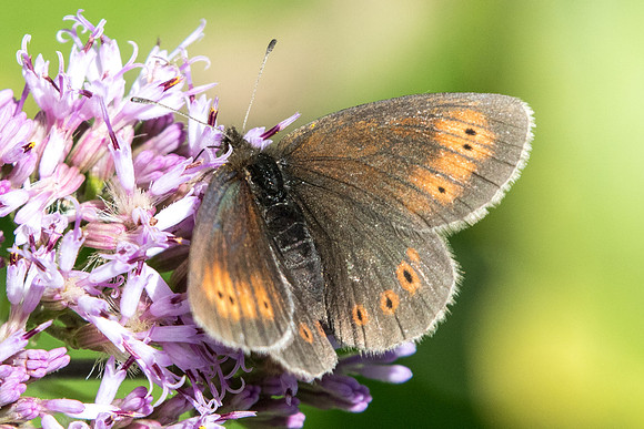 Erebia epiphron-5491 - Nevache - 21/07/22