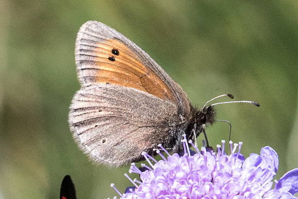 Erebia epiphron-1539 - Cervieres - 18/07/22