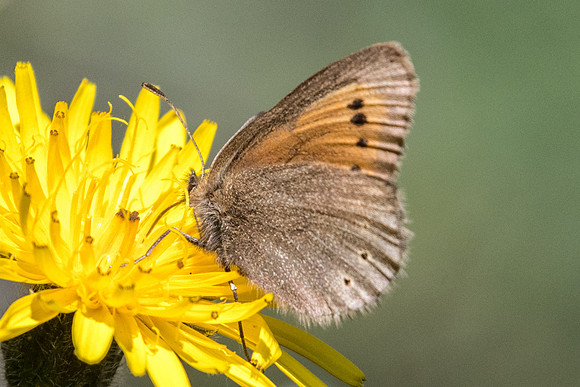 Erebia epiphron-1091 - Cervieres - 18/07/22