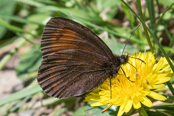 Erebia epiphron-2434 - Nohedes - 16/07/23