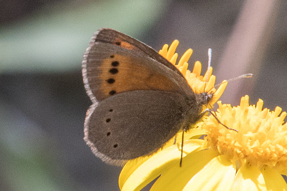 Erebia epiphron-5574  - Err (Puigmal) - 19/07/23